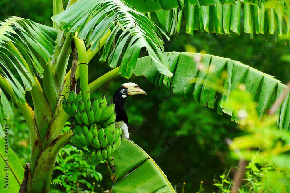 Obraz premium Oriental pied Hornbill perched on a banana tree