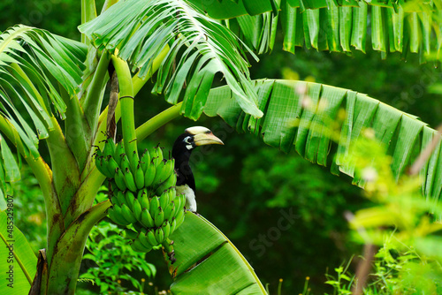 Oriental pied Hornbill perched on a banana tree