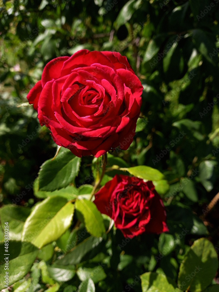 three roses three roses