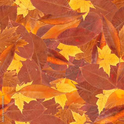 Seamless texture of autumn leaves. Autumn leaves.
