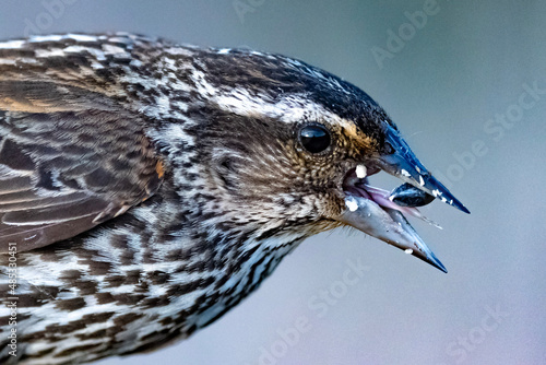 common starling bird