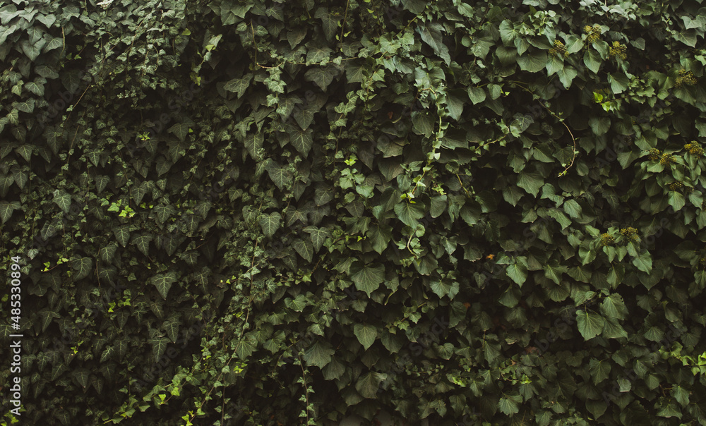 Botanical background green leaves. Plants plain and beautiful pattern Botanical background green leaves. Plants plain and beautiful pattern
