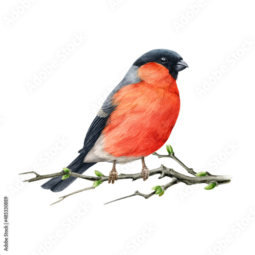 Vászonkép Bullfinch bird on a spring branch