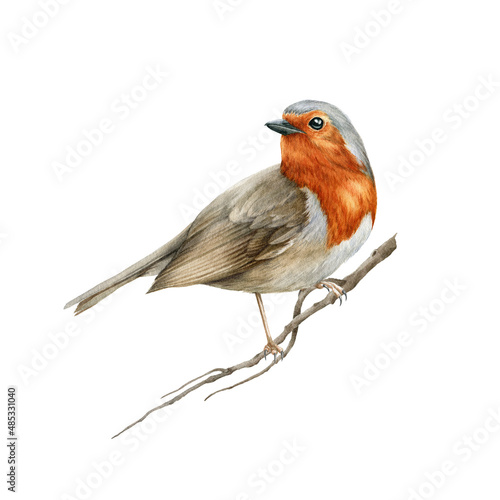 Obraz na plátně Robin bird on the tree branch