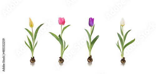 Multicolour tulips with bulbs realistic 3d vector illustration set. Yellow, white, pink, purple tulips with leaves isolated on white. Women day 8 march spring symbol. Bouquet fresh shiny tulips 
