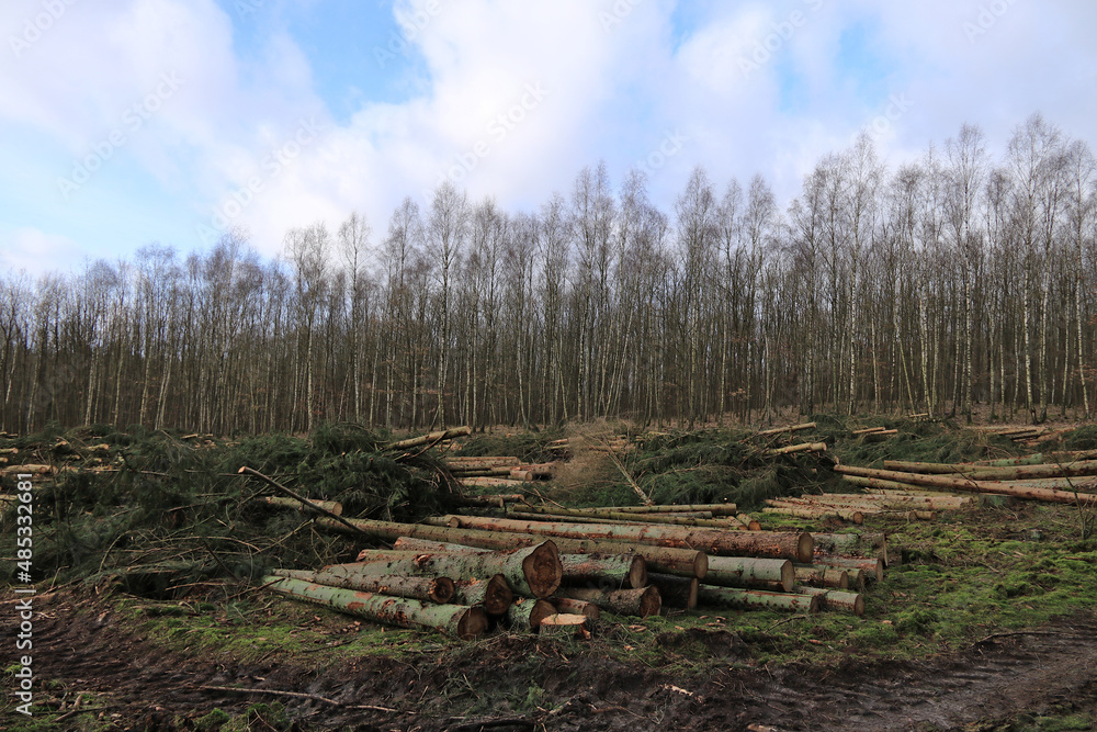 viele Baumstämme liegen nach der Holzernte in einem Waldgebiet viele Baumstämme liegen nach der Holzernte in einem Waldgebiet