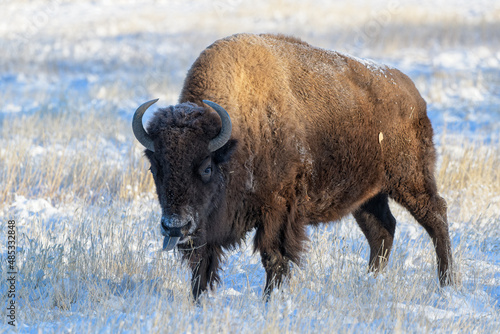 American Bison on the High Plains of Colorado. Bull Bison. Snow Covered Bull Standing in a Road.