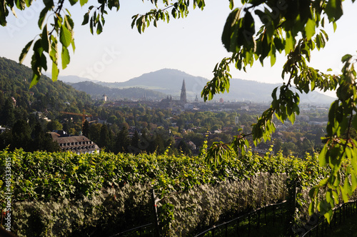 Foto Freiburg Weinberg Eichhalde - Freiburg Breisgau old town vineyard