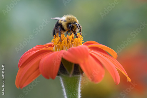 Canvas Print Extreme closeup of Bumblebee feeding in orange color flower