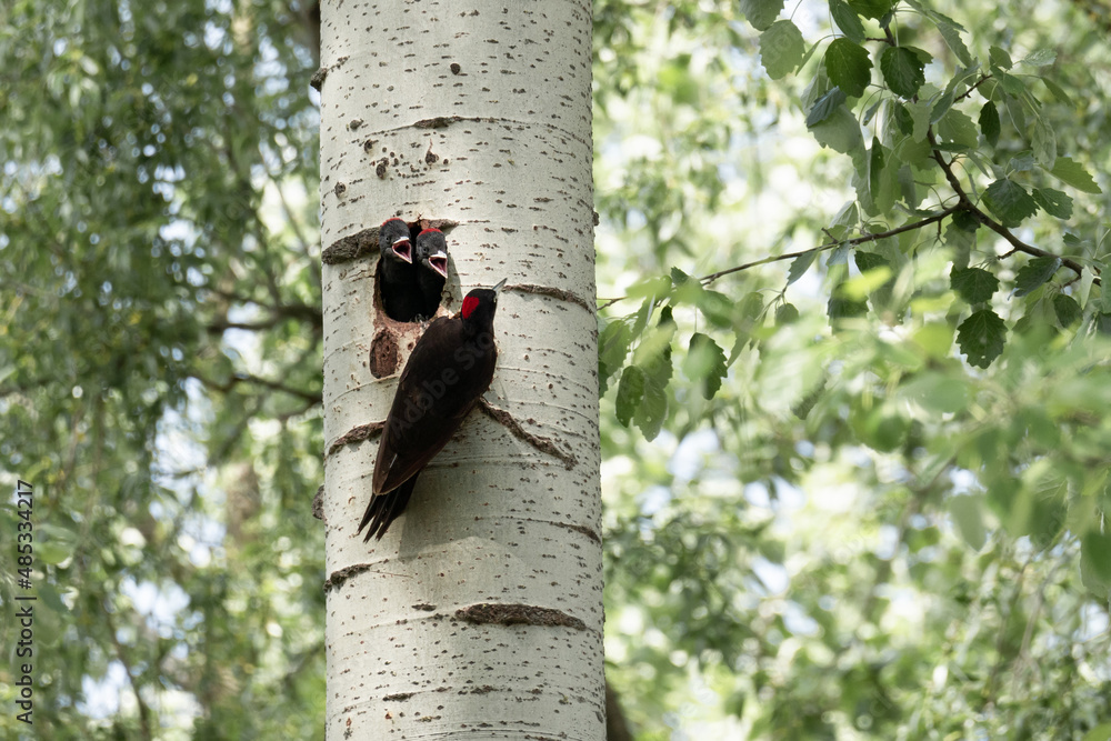 A black woodpecker suckling two cubs perched in a hollow A black woodpecker suckling two cubs perched in a hollow