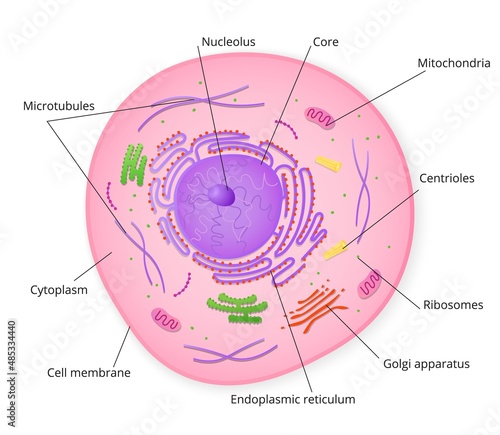 Structure of cell with signed particles. Colorful structure with microscopic elements of golgi apparatus and ribosomes accumulation of mitochondria and cytoplasm in vector endoplasmic reticulum.