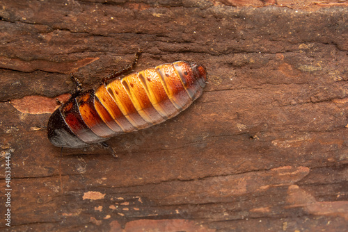 big tropical cockroach Female of Gromphadorhina portentosa , one of the largest species of cockroach. They are native to the island of Madagascar. High quality photo photo