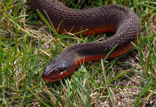 Red bellied snake out in the sun