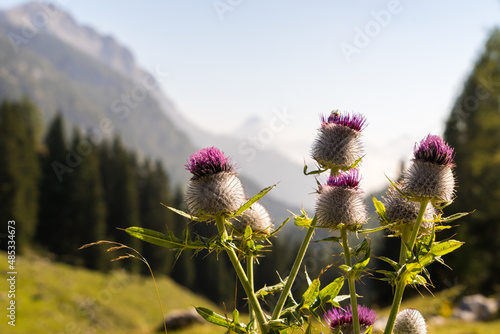 View of a colorful thistle over the Carnic Alps photo