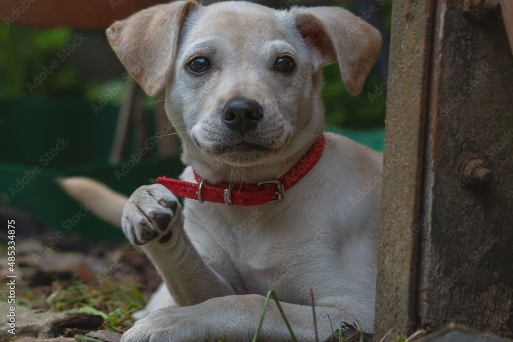 A white dog lying on the ground is waving his paw at us
A white dog lying on the ground is waving his paw at us