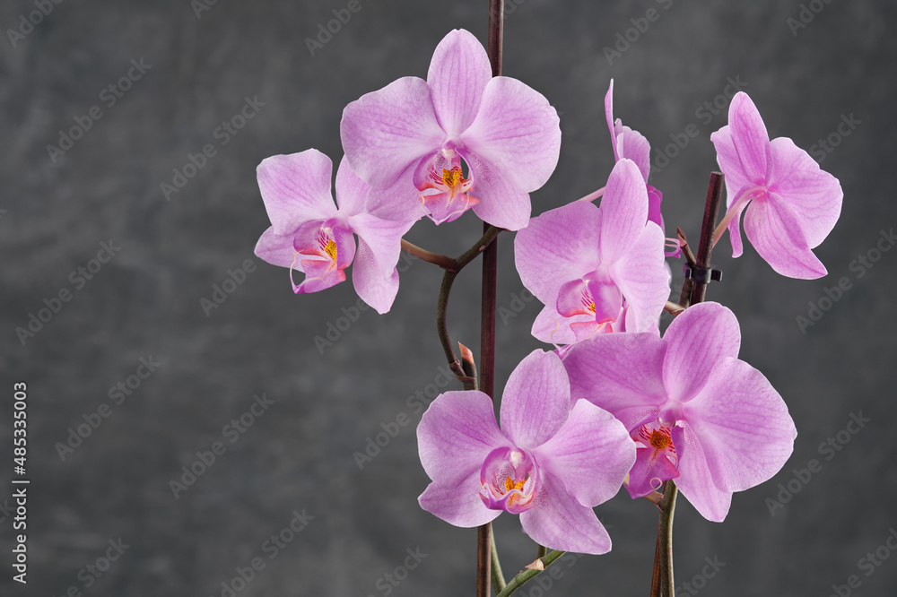 Obraz premium Beautiful pink Phalaenopsis orchid flower. Luxury Rose Orchidea variety on gray background.