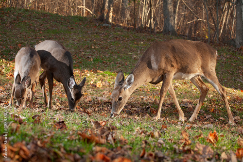 Whitetail deer family meal