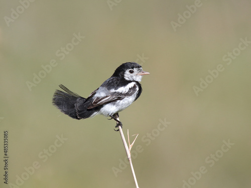 Fotografie Cock-tailed Tyrant – Alectrurus tricolor - Galito