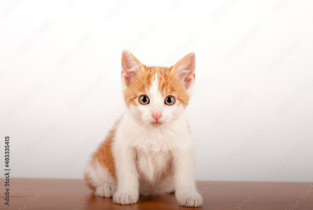 Orange small domestic kitten sitting on alder board on white background, studio shoot.