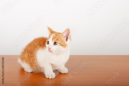 Orange small domestic kitten sitting on alder board on white background, studio shoot.