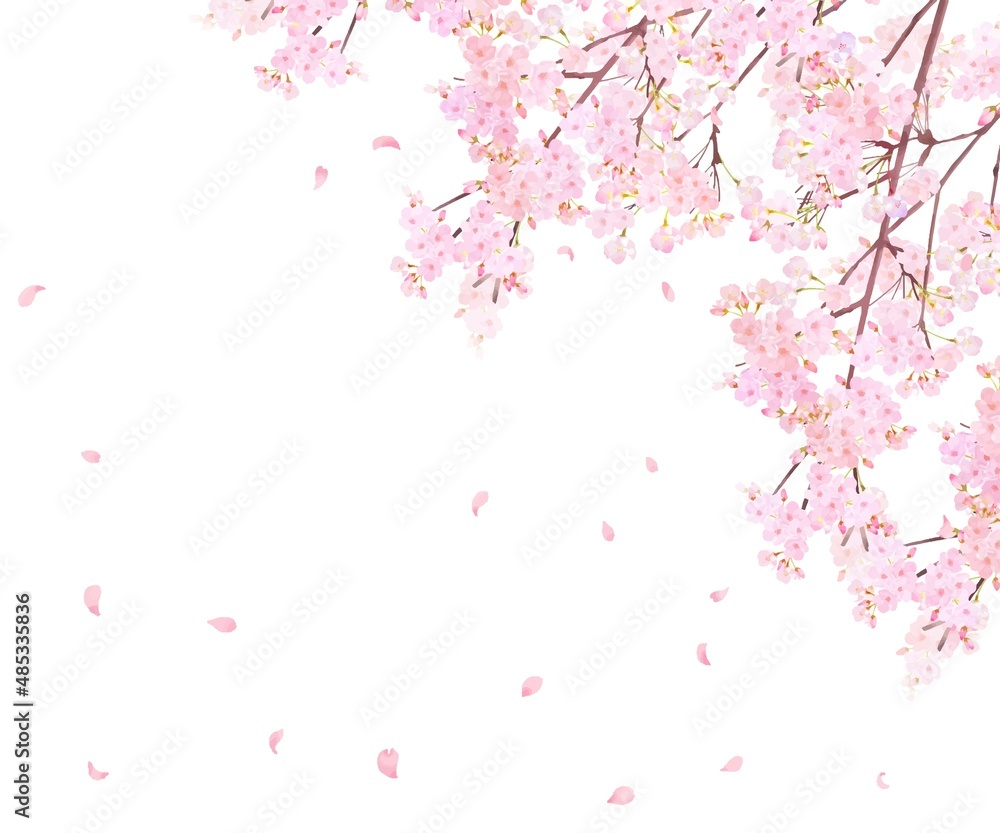 美しく華やかな満開の桜の花と花びら舞い散る春の白バックフレームベクター素材イラスト