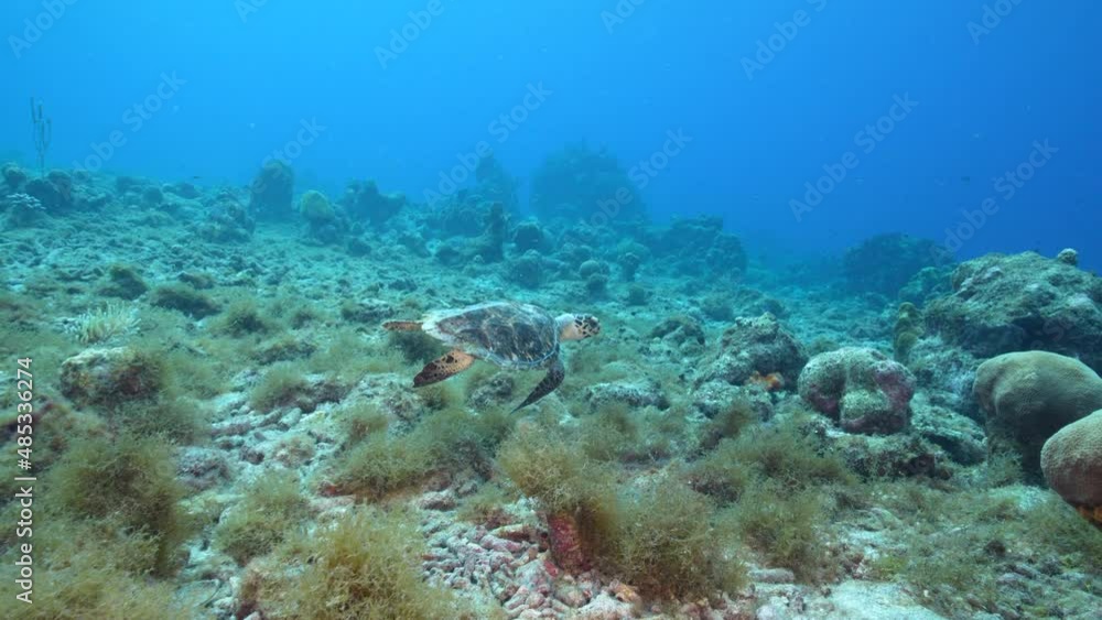 Seascape with Hawksbill Sea Turtle in the coral reef of Caribbean Sea, Curacao Seascape with Hawksbill Sea Turtle in the coral reef of Caribbean Sea, Curacao