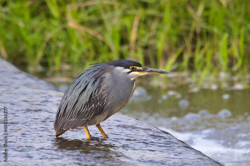 Striated heron, Butorides striata, at a small waterfall in Meru National Park in Kenya. Striated heron, Butorides striata, at a small waterfall in Meru National Park in Kenya.