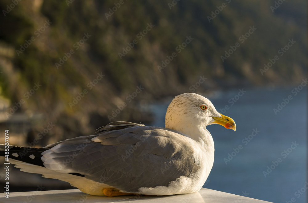 Fototapeta premium il guardiano del mare