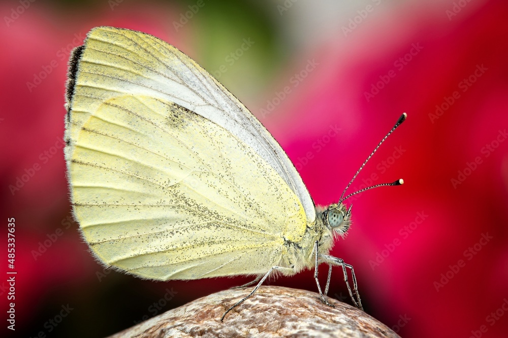 butterfly on a flower butterfly on a flower