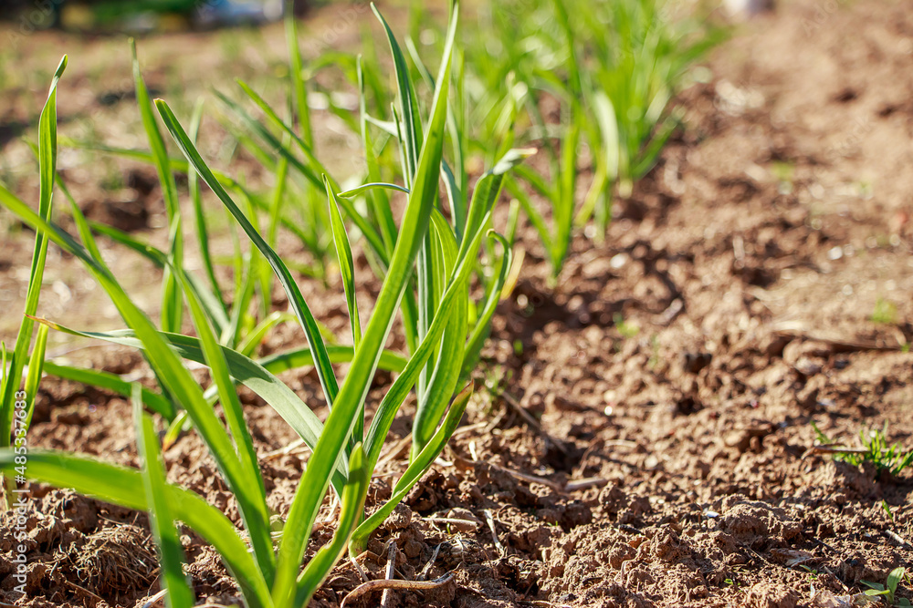 First greens grow in the garden in spring. Gardening and growing farm vegetables. Rural life. First greens grow in the garden in spring. Gardening and growing farm vegetables. Rural life.