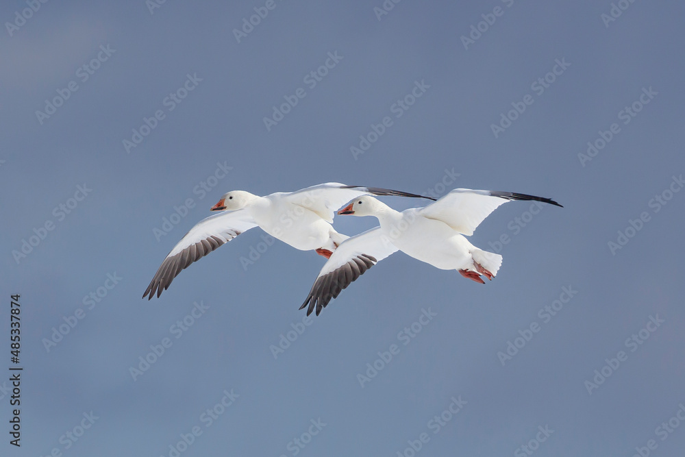 Obraz premium Snow goose that came to Japan and overwintering in Hachinohe