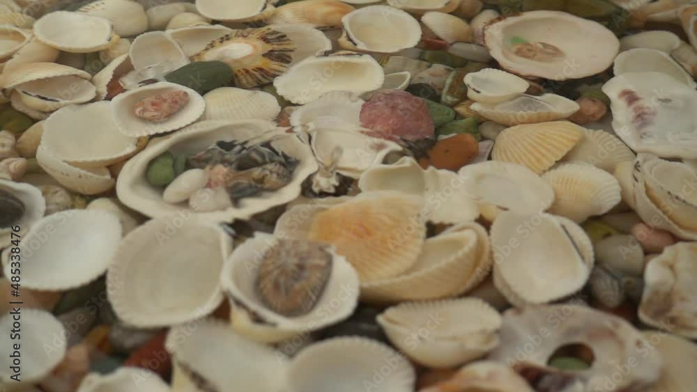 Sea shells and stones underwater. Falling drops of water. Slow motion. Sea shells and stones underwater. Falling drops of water. Slow motion.