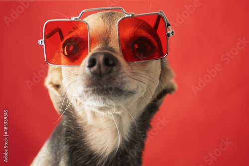 Fototapeta Naklejka Na Ścianę i Meble -  terrier in sunglasses, funny little dog