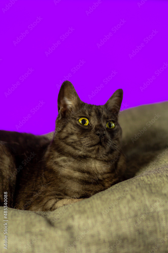 Dark cat with amber eyes on a purple-red background.