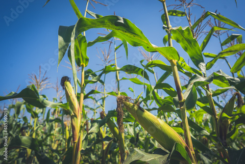 Corn field of organic farmland on blue sky background