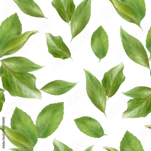 Pattern with green apricot leaves, watercolor illustration