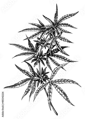 Hand sketched hemp illustrations. Vintage medicinal plant  drawing. Cannabis botanical drawing in engraved style.