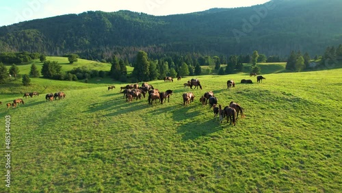 AERIAL, LENS FLARE: Golden summer evening sunbeams shine on a herd of horses grazing in the country. Scenic drone point of view of young and adult horses pasturing in the lush green meadow at sunrise.
