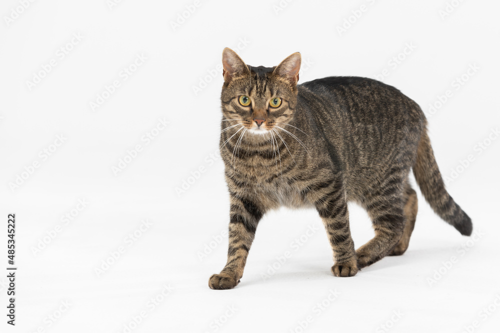 Obraz premium She-cat walks across the white background and looks straight into the camera.