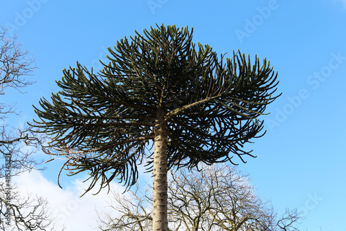 A close up view of the Monkey Puzzle or Araucaria araucana tree. photo