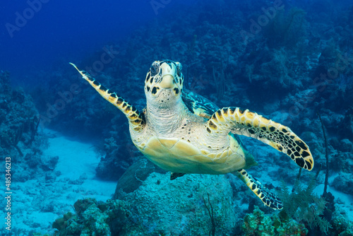 A closeup shot of a hawksbill turtle conveniently facing the camera. These gentle creatures are at home on the reefs of the Cayman Islands where this picture was taken