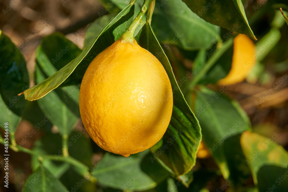 Fresh and organic lemons with green  leaves