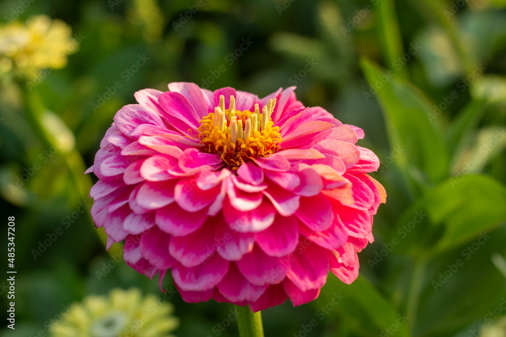 Blooming bright pink zinnia in the garden.