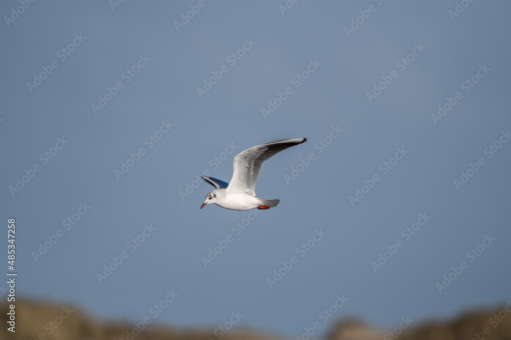 Obraz premium Black headed seagull