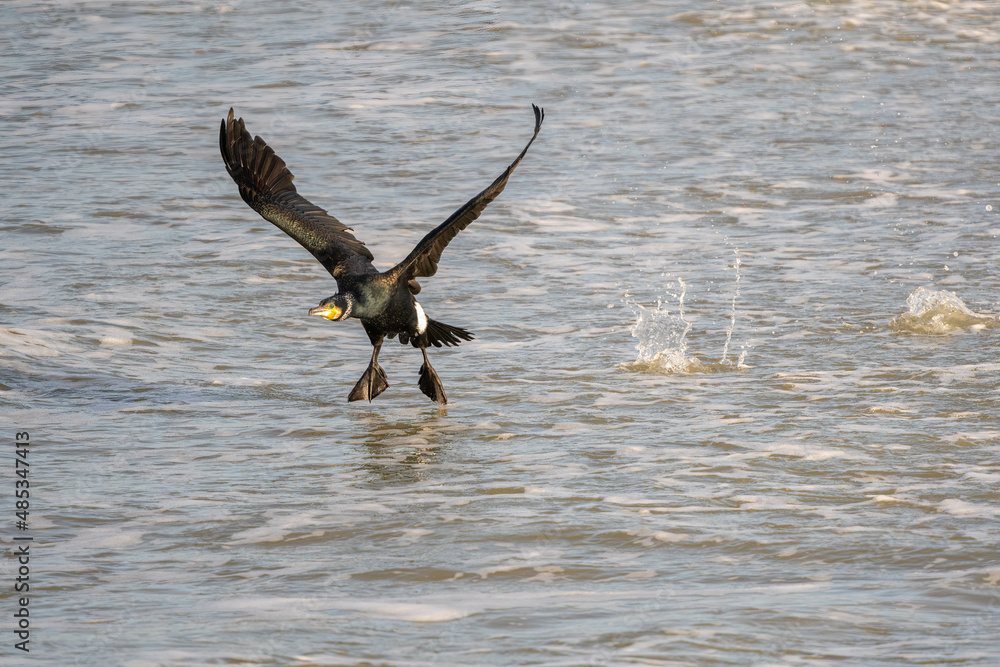 Great cormorant taking off Great cormorant taking off
