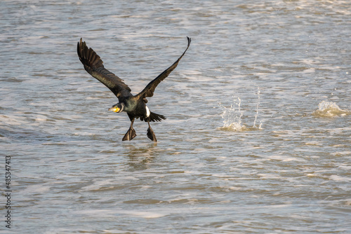 Great cormorant taking off