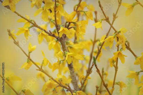 a bush of yellow blooming forsythia with flowers