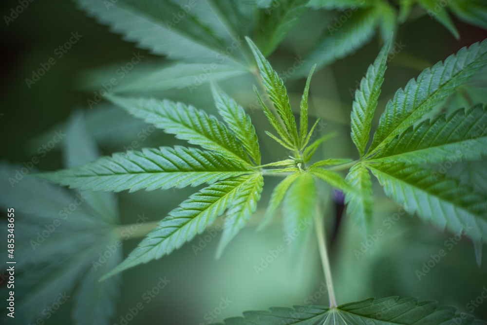 Marijuana (Spanish marijuana, marihuana), the official name of cannabis is a psychoactive drug derived from hemp, psychedelic type. Marijuana (Spanish marijuana, marihuana), the official name of cannabis is a psychoactive drug derived from hemp, psychedelic type.