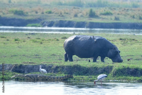 Hippopotamus  storks and a crocodile at Chobe NP