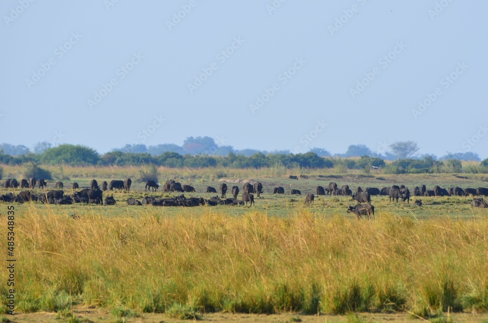 Herd of african buffalo at the Chobe National Park